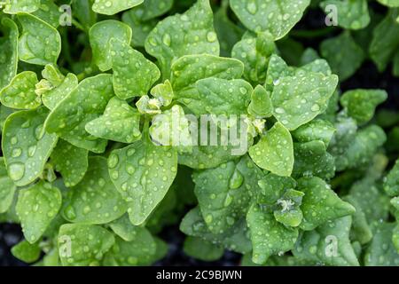 Perline d'acqua su foglie di tetragonoides di Tetragonia, pianta conosciuta anche come spinaci della Nuova Zelanda, spinaci della Baia di Botany, cavolo di Cook, spinaci di mare o tetragono Foto Stock