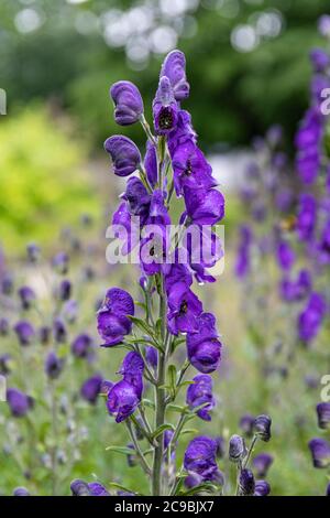 Fiori viola a forma di casco di Aconitum napellus altamente tossico, pianta conosciuta anche come monaco-cappuccio, aconite o wolfsbane Foto Stock