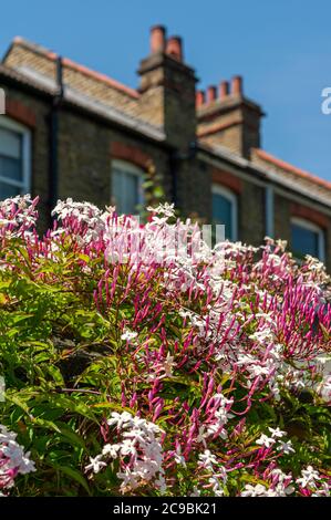Arbusti di Jasmine in fiore contro lo sfondo offuscato delle tradizionali case a schiera vittoriane. Foto Stock