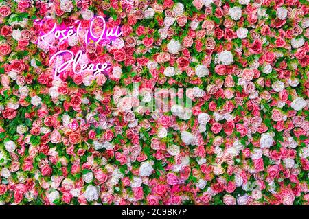 Roses, Oui per favore. Roses, sì, per favore. Sfondo fatto di rose artificiali con segno rosa al neon Foto Stock