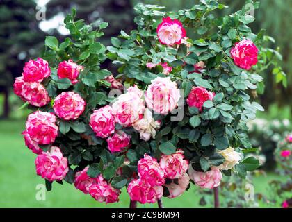 Hybrid Tea Rose "Double Delight" - la regina tra rose bicolore. Il centro del fiore è bianco cremoso con un bordo rosso lampone intorno all'edg Foto Stock