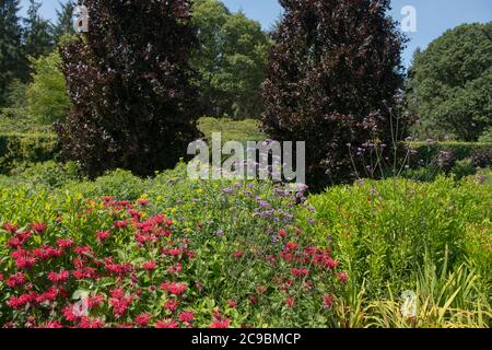 Summer Flowering Purple Top (Verbena bonariensis) e Red Bergamot (Monarda 'Gardenview Scarlet') che crescono in un confine erbaceo a Rosemoor Foto Stock