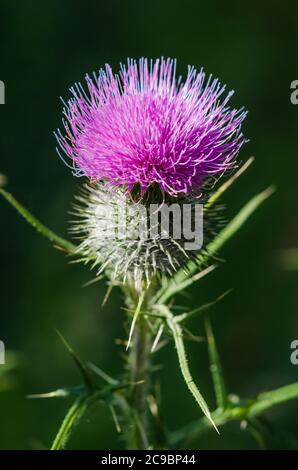 Cirsium vulgare, conosciuto come il tistolo della lancia, il tistolo del toro o il tistolo comune, macro di primo piano, Germania, Europa occidentale Foto Stock