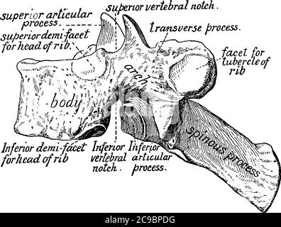 Figura di una vertebra, ci sono 33 vertebre che si interbloccano l'una con l'altra per formare la colonna vertebrale, il disegno della linea vintage o il rapporto di illustrazione Illustrazione Vettoriale