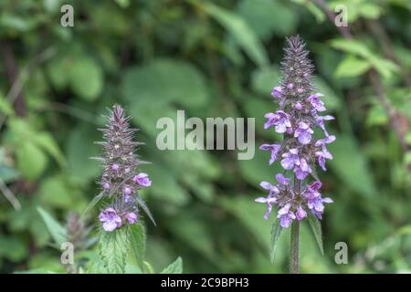 Foglie e fiori viola di palude Woundwort / Stachys palustris visto crescere in umido campo angolo. Ex pianta medicinale usata in rimedi a base di erbe. Foto Stock