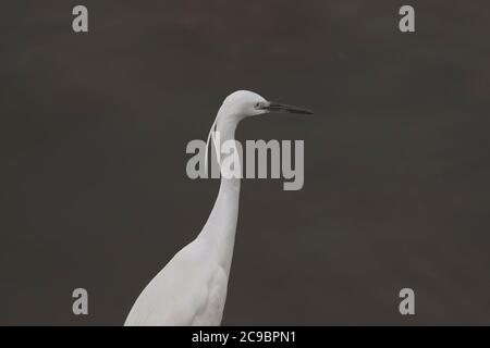 Bel ritratto di egret. Fiume Douro, a nord del Portogallo. Foto Stock