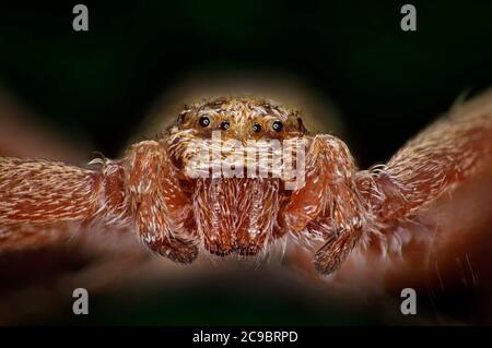 Running ragno, Filodromus caudreolus, femmina. UK, ritratto di dettaglio che mostra gli occhi, palpebre Foto Stock