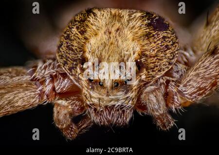 Running ragno, Filodromus caudreolus, femmina. UK, ritratto di dettaglio che mostra gli occhi, palpebre Foto Stock