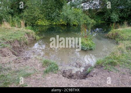 bank erosione River Cam a Grantchester Foto Stock