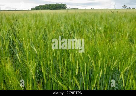 Grande campo di orzo verde di maturazione (Hordeum vulgare) coltivazione di cereali in Leicestershire campo mostrando orecchie, picchi e grani, Inghilterra, Regno Unito Foto Stock