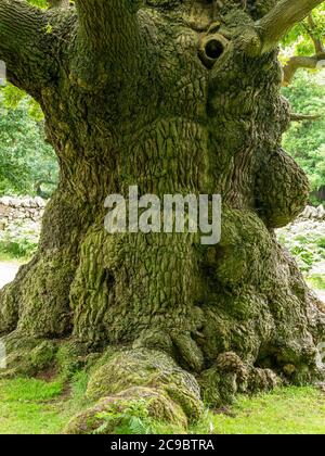 Grande, vecchio tronco inglese di quercia, Bradgate Park, Leicestershire, Inghilterra, Regno Unito Foto Stock