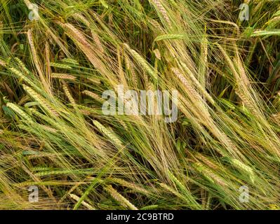 Primo piano di orecchie di maturazione di due file Barley cereale raccolto (Hordeum vulgare) che cresce in campo agricolo, Regno Unito. Foto Stock