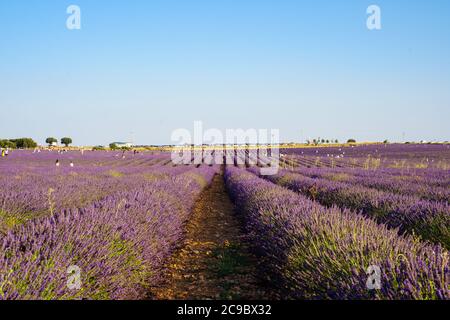 Brihuega, Spagna – 25 luglio 2020: Campi di lavanda con turisti locali intorno a guadalajara Foto Stock