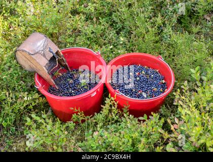 secchi con mirtilli raccolti su uno sfondo fuzzy della foresta, dispositivo di raccolta delle bacche, attrezzi di raccolta delle bacche, un secchio e picker delle bacche su un sentiero dentro Foto Stock