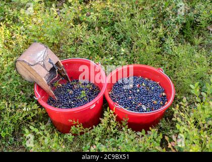 secchi con mirtilli raccolti su uno sfondo fuzzy della foresta, dispositivo di raccolta delle bacche, attrezzi di raccolta delle bacche, un secchio e picker delle bacche su un sentiero dentro Foto Stock