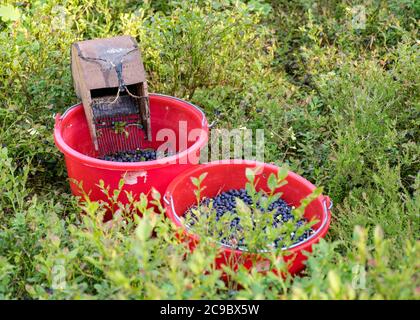 secchi con mirtilli raccolti su uno sfondo fuzzy della foresta, dispositivo di raccolta delle bacche, attrezzi di raccolta delle bacche, un secchio e picker delle bacche su un sentiero dentro Foto Stock