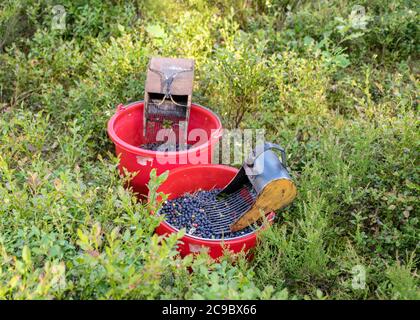 secchi con mirtilli raccolti su uno sfondo fuzzy della foresta, dispositivo di raccolta delle bacche, attrezzi di raccolta delle bacche, un secchio e picker delle bacche su un sentiero dentro Foto Stock