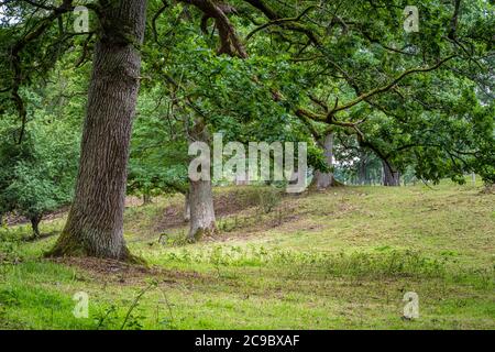 Una splendida vista panoramica su una vecchia foresta di querce. Foto di Scania nel sud della Svezia. Foto Stock