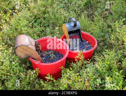 secchi con mirtilli raccolti su uno sfondo fuzzy della foresta, dispositivo di raccolta delle bacche, attrezzi di raccolta delle bacche, un secchio e picker delle bacche su un sentiero dentro Foto Stock