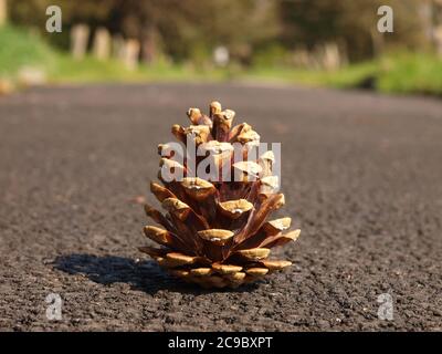 Cono di pino su un percorso Foto Stock