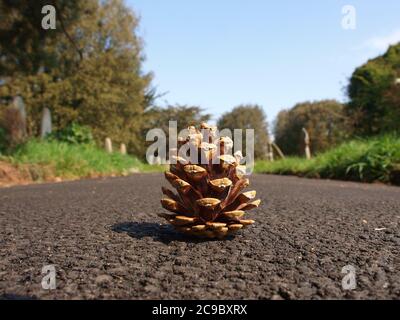 Cono di pino su un percorso Foto Stock