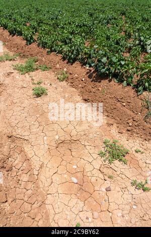 Le colture di pepe soffrono mentre la siccità continua. Pepare campo con terreno molto asciutto. Campo di pepe secco in Turchia. Estrema droogte ad Adana. Agricoltura Foto Stock