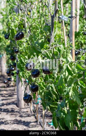 Pomodori neri Indigo Rosa ringhiuta in un giardino di verdure outdors Foto Stock