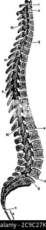 Figura della colonna spinale, ci sono 33 vertebre che si interbloccano l'una con l'altra per formare la colonna spinale, disegno di linea vintage o incisione illustri Illustrazione Vettoriale