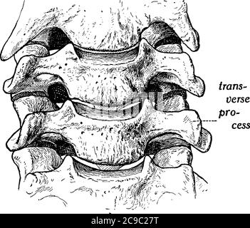 Figura di una vertebra, ci sono 33 vertebre che si interbloccano l'una con l'altra per formare la colonna vertebrale, il disegno della linea vintage o il rapporto di illustrazione Illustrazione Vettoriale