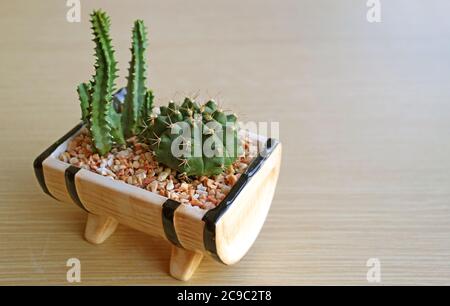 Cactus e Cactus del Castello delle fate in vaso e Chin Cactus di Dwarf isolati su tavola di legno Foto Stock