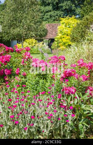 Una scena estiva in un giardino inglese con Lychnis coronaria in primo piano; Rosa Pink Flower Carpet e un paesaggio di prato e alberi oltre dare Foto Stock