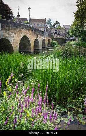 Piante marginali di acque selvatiche nelle bretine del fiume Avon a Bradford su Avon Wiltshire Inghilterra UK Foto Stock