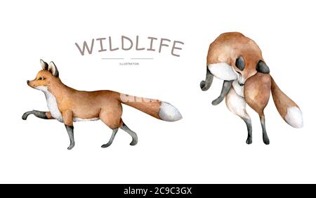 Animale volpe. Realistico inverno carino camminare rosso volpe selvaggia illustrazione isolata su sfondo bianco. Foto Stock