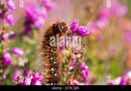 La Northern Eggar Moth o Oak Eggar è una falena veloce stout. Nelle zone più settentrionali della loro gamma europea i pilastri della catena prendono due stagioni Foto Stock