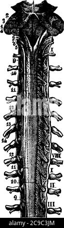 Il midollo spinale è una struttura tubelike lunga e fragile che collega il cervello al corpo e forma il sistema nervoso centrale, disegno di linea vintage o engler Illustrazione Vettoriale