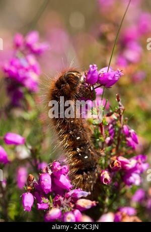 La Northern Eggar Moth o Oak Eggar è una falena veloce stout. Nelle zone più settentrionali della loro gamma europea i pilastri della catena prendono due stagioni Foto Stock