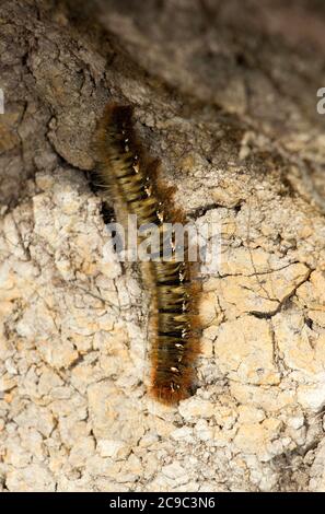 La Northern Eggar Moth o Oak Eggar è una falena veloce stout. Nelle zone più settentrionali della loro gamma europea i pilastri della catena prendono due stagioni Foto Stock