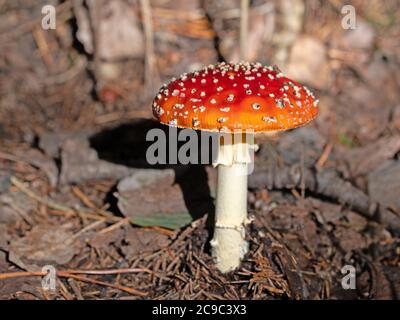 Toadstool, Amanita muscaria, in primo piano Foto Stock
