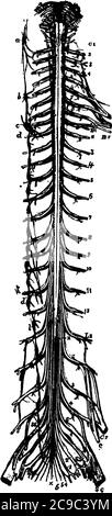 Il midollo spinale è una struttura lunga e fragile simile a un tubo che collega il cervello al corpo e forma il sistema nervoso centrale, il disegno di linea vintage o l'eng Illustrazione Vettoriale