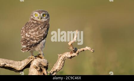 Il piccolo Owl Athene noctua, un giovane gufo si siede su un bastone in una bella luce. Foto Stock
