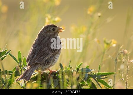 Corn Bunting ( Miliaria calandra ) seduta su uno sfondo bello Sunny. Foto Stock