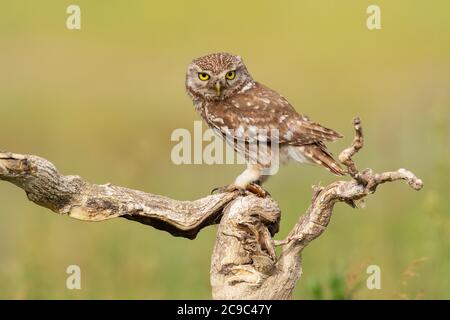 La piccola Owl Athene noctua. Il gufo adulto si siede su un nel bastone bella luce da sera. Verticale. Foto Stock