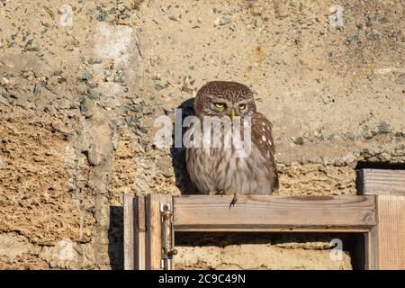 Gufo piccolo, Athena Noctua siede su una finestra di legno pane. Foto Stock