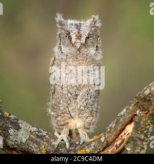 Giovane europeo scope gufo (Otus scops) ritratto. Foto Stock