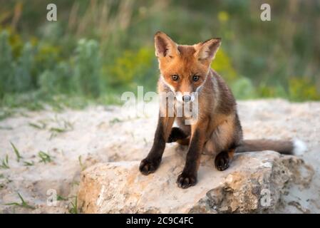 Little Red Fox seduto vicino al suo buco guardando la macchina fotografica. Foto Stock