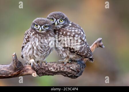 Due piccoli gufi (Athene noctua) seduti su un bastone premuto l'uno contro  l'altro su uno sfondo bello Foto stock - Alamy