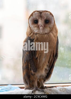 Gufo di fienile comune. Tyto alba, primo piano. Foto Stock