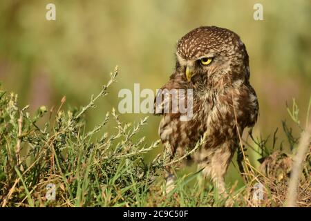 La piccola Owl Athene noctua, in piedi in erba. Verticale. Foto Stock