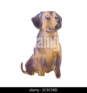 Illustrazione dipinta a mano di acquerello: Cane marrone dachshund. Schizzo Foto Stock