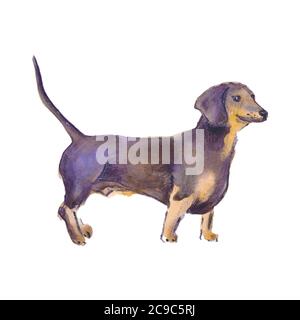 Illustrazione dipinta a mano di acquerello: Cane marrone dachshund. Schizzo Foto Stock